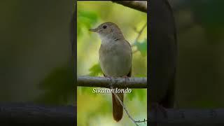 sikatan londo #burung #birds #mastan #shortvidio #burungviral