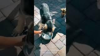 Recording My German Shepherd Puppies with Zoom H4n for Sound Design