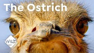 The Ostrich - a Bird with a Penis   Wild to Know