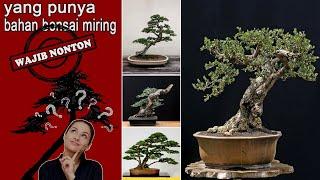 70+ contoh bonsai dengan gaya miring  condong