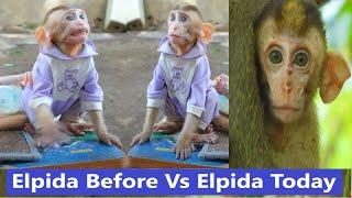 Totally Abandoned Monkey Elpida is A Former Pet MonkeyNow Elpida Living As Wild Monkey With Alberto