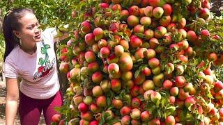 How to growing  Apples tree with banana tree It produces twice as much fruit