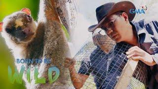 Mindanao Forest Rat and Flying Lemur feed on farmers crops in Surigao del Norte  Born to be Wild