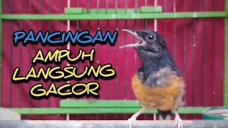 MURAI BETINA PANCINGAN AMPUH MURAI PASTI LANGSUNG NYAUT GACOR DENGAR   #muraibatu #choelua #shama