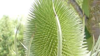 Teasel - Dipsacus fullonum - Kambabolla  - Villijurt - Sumarglóm