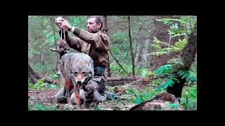 This man saved a mother-wolf and her pups and for years later the pack found him…