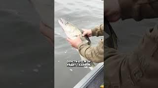 Рекордный судак из Тюмени.  #fishing #рыбалка #рыбалкасгидом