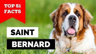 99% of Saint Bernard Owners Dont Know This