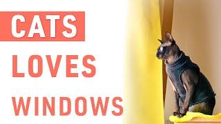 Why do Cats Love Windows