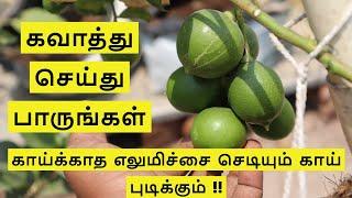 எலுமிச்சை செடியில்  எப்படி கவாத்து பண்ணுவது  Lemon Plant Pruning method