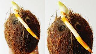 How To Grow Coconut Tree From Coconut Fruit  An Easy Way To Start A Coconut Bonsai