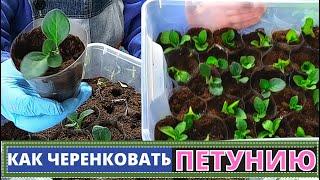 Как черенковать ПЕТУНИЮ? Лучший метод для размножения вегетативной петунии