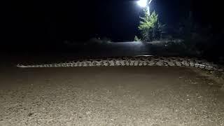 Giant Snake  Indian Stone Python  Viral Video