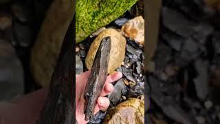 Perfect Belemnite Squid Fossil  #fossilhunting #fossils #sea #shorts #rock #beach #coast ##squid