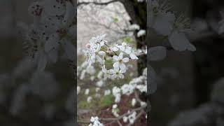 13 seconds with Yoshino Cherry Tree blossoms..