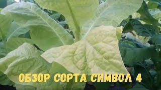 Обзор сорта Символ 4