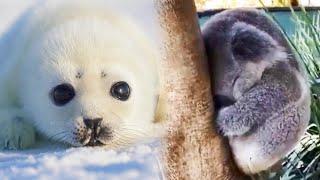 LOS ANIMALES BEBÉS MÁS TIERNOS DEL MUNDO