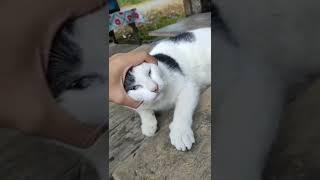 Video lucu  Azab menyentuh kucing