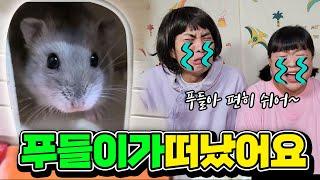 푸들이가 죽었어요.....feat.반려동물이 무지개다리 건넜을 때웃짜시트콤