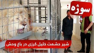 Sozha Hashmat Khalil Karzai’s lion in Kabul Zoo  سوژه شیر حشمت خلیل کرزی در باغ وحش کابل