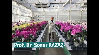 Orkidelere Çiçek Dalı Çıkarma ve Çiçek Açtırma Yöntemi Kökler Neden Çürür Trigger Orchid Blooming.