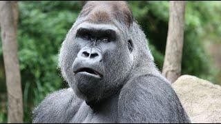 Gorilla tag but mature