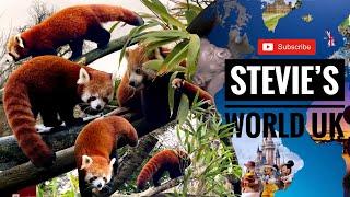 RED PANDAS CATCH-UP AT LONGLEAT SAFARI PARK