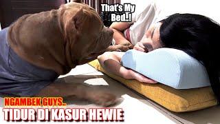 KASIAN TAPI LUCU  REAKSI HEWIE KETIKA KASUR KESAYANGAN DISEROBOT MOMMY #hewiepitbull