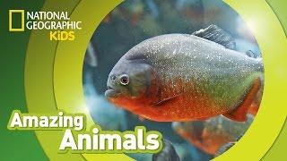 Red-Bellied Piranhas   Amazing Animals