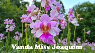 Vanda Miss Joaquim Singapores National Flower