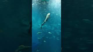 20180703 福岡海之中道水族館 深海大魚缸餵食秀