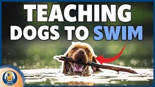 Dogs Swimming 5 Must Do Steps For Dogs Who Hate Or Love The Water #162 #podcast