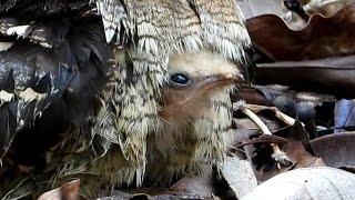 5 day-old Nesting NIGHTJAR Chick was potty-trained