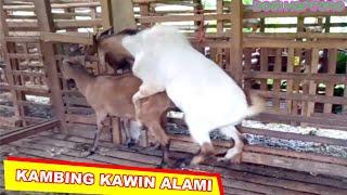 Mengawinkan kambing diruang khusus perkawinan kambing Alami