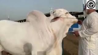 Biggest Bull of 786 Cattle Farm Shehensha Bakra Eid 2022