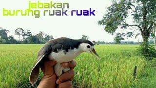 jerat burung ruak ruak di sawah dengan menggunakan bahan bambu alat tradisional.