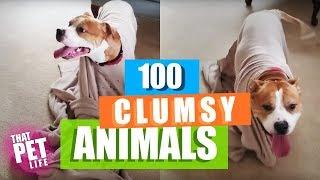 100 Super Clumsy Animals  Funny Animal Videos - December 2018