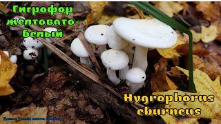 Гигрофор желтовато белый - гриб с нейропротекторным действием  Hygrophorus eburneus