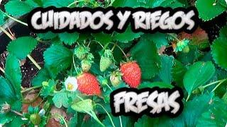 Cultivo De la Fresa  Cuidados Y Como Regar Las Fresas O Frutillas  La Huertina De Toni