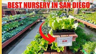 BEST NURSERY for Vegetables in San Diego for GARDENERS  Plus FRUIT TREES Galore