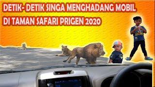 Detik Detik Singa Menghadang Mobil & Memakan Daging Kebun Binatang Taman Safari Indo  Prigen 2020