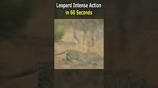 Leopard Intense Action in 60 Seconds