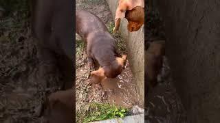 Muddy adventures of Sal the Mini Dachshund in Hereford UK