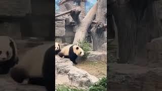 PANDAS AL ATAQUE 