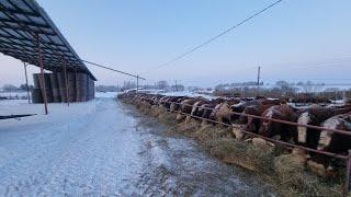 ПОСЛЕДНЯЯ ХОЛОДНАЯ НОЧЬ зимы 23 года.  Минус 23 градуса - коровы телята бычки в порядке 