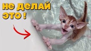 20 вещей которые НЕЛЬЗЯ ДЕЛАТЬ С КОШКОЙ