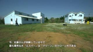 犬の嗅覚が導くがん早期発見への道