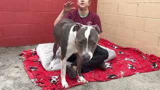 New A5394015 Bleu   American Pit BullGreyhound Mix