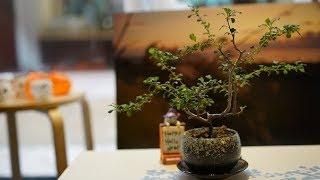 How to keep bonsai indoors