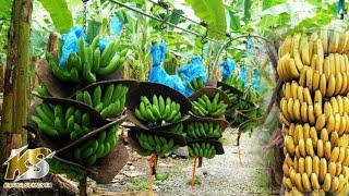 pertanian buah pisang modernperkebunan buah pisang terluas di India